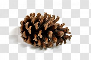 Pine Conifer Cone - Information - Roasted Snack Picture Material Cones Transparent PNG