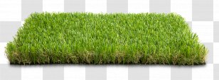 Wheatgrass Garden Street Furniture Sport Herbaceous Plant - Grass Family - Green Landscape Transparent PNG