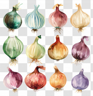 Onion - Illustration Of Different Types Of Onions Transparent PNG