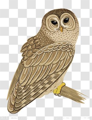 Barred Owl Bird Clip Art - Royaltyfree - Hand-painted Transparent PNG