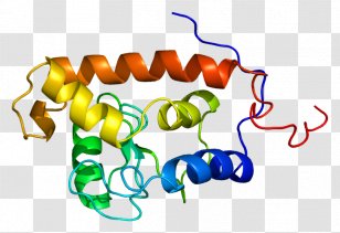 ARFGAP3 Protein GTPase Gene ADP Ribosylation Factor - Heart - Silhouette Transparent PNG