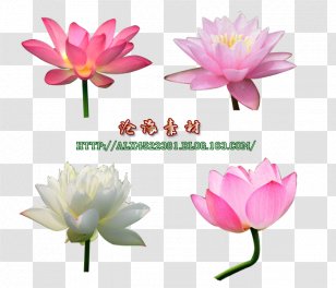 Sacred Lotus Clip Art JPEG Image - Family - Cons Transparent PNG