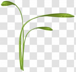 Flower Herbaceous Plant Clip Art - Picture Frames - Cartoon Grass Transparent PNG