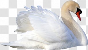 Cygnini Bird Ð˜Ð¼ÐµÐ½Ð¸Ð½Ð½Ð¸Ñ†Ð° Ð ÐµÐºÐ° Ð»ÑŽÐ±Ð²Ð¸ - Ducks Geese And Swans Transparent PNG
