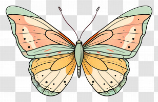 Butterfly - Colorful Butterfly Illustration Transparent PNG