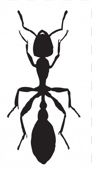 Ant Insect Varied Carpet Beetle Cockroach - Pest - Ants Transparent PNG