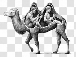 Drawing Artist Surrealism Illustration - Monochrome Photography - Creative IllustrationCamel Transparent PNG