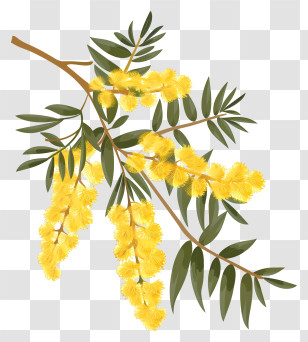 Mimosa Flower - Yellow Mimosa Flower Branch Illustration Transparent PNG