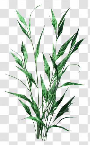 Grass - Green Plant Illustration Transparent PNG