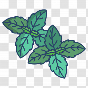 Basil - Refreshing Mint Leaves Illustration Transparent PNG
