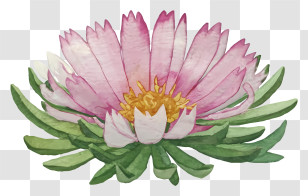 Watercolor Painting - Beautiful Pink Flower With Green Leaves Transparent PNG