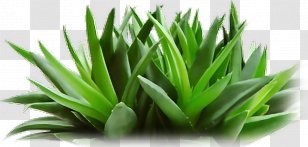 Aloe Vera Cosmetics Forever Living Products Skin Care Facial - Flower - Background Transparent PNG