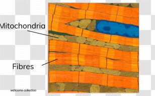 Cell Type /m/083vt Specialization Wood - Animal - Myelin Transparent PNG