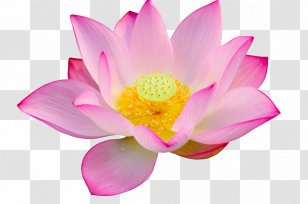 Stock Photography Nelumbo Nucifera Water Lily - Lotus Leaf Transparent PNG