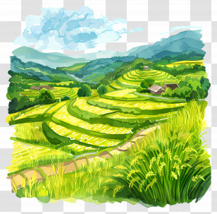 Rice Fields - Beautiful Green Rice Terraces Transparent PNG