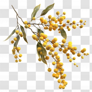 Golden Wattle - Yellow Mimosa Flowers On Branch Illustration Transparent PNG