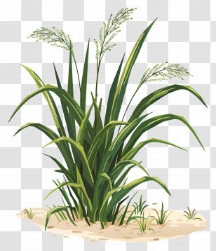 Rice Plants - Tall Green Grass Illustration Transparent PNG