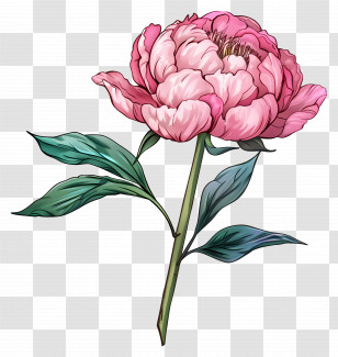Pink Peony - Pink Peony Flower Illustration Transparent PNG