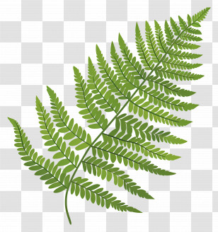 Fern Leaf - Vibrant Green Fern Leaf Design Transparent PNG
