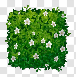 Green And White Bouquet - Green Hedge With White Flowers Transparent PNG