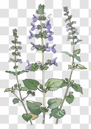 Catmint - Sage Herb Plant Botanical Illustration Transparent PNG