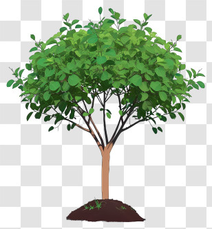 Realistic Planting Tree - Lush Green Leafy Tree Cartoon Illustration Transparent PNG