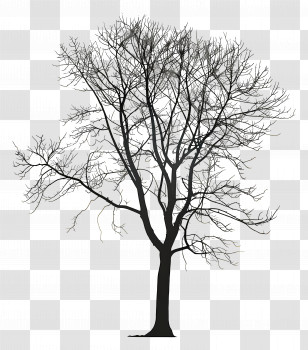 Bare Tree Silhouette - Silhouette Of A Bare Tree With Branches Transparent PNG