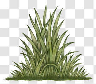 Green Grass - Dense Green Grass Cluster Transparent PNG