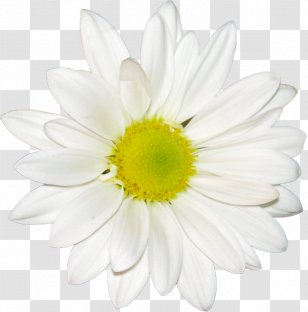 Common Daisy Desktop Wallpaper Flower Oxeye Chamomile - Family Transparent PNG