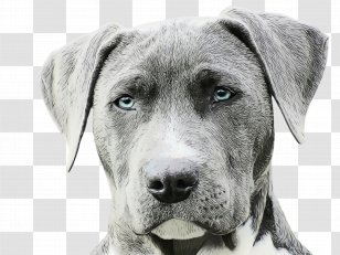 Cute Dog - Drawing - Working Puppy Transparent PNG