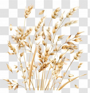 Oats - Golden Wheat Harvest Illustration Transparent PNG