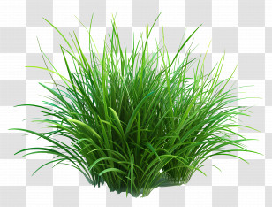 Grass Bush - Lush Green Grass Tuft Illustration Transparent PNG