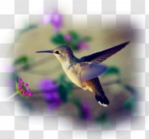 Costa's Hummingbird Wire-crested Thorntail Beak - Bird Transparent PNG
