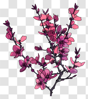 Chinese Redbud - Beautiful Pink Cherry Blossoms Illustration Transparent PNG
