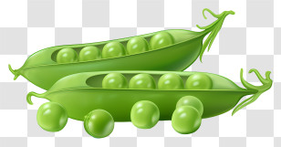 Peas - Fresh Green Pea Pods With Peas Inside Transparent PNG