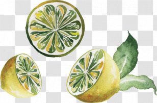 Watercolor Painting Drawing Lemon - Ceramic - Vector Hand-drawn Illustration Transparent PNG