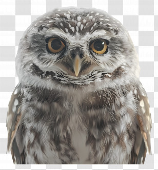 Owl - Realistic Owl With Feathers Transparent PNG