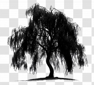 Willow Tree - Black Willow Tree Silhouette Transparent PNG