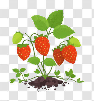 Cartoon - Strawberry Plant With Ripe Fruits Transparent PNG