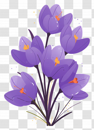Saffron Flowers - Beautiful Purple Crocus Flowers In Full Bloom Transparent PNG