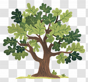 Oak Tree - Green Leafy Tree Illustration Transparent PNG