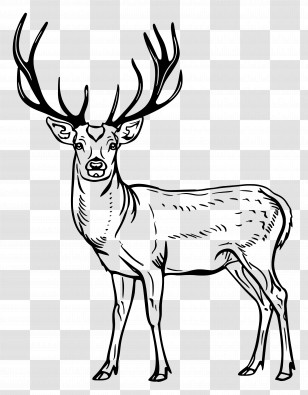 Deer - Deer With Antlers Black And White Sketch Transparent PNG