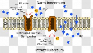 Symporter Sodium-glucose Transport Proteins Cotransporter SLC5A1 - Circuit Component - Sodium Transparent PNG
