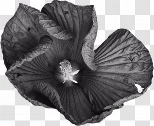 Black And White Flower - Mallow - Perennial Plant Style Transparent PNG