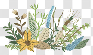 Cartoon - Botanical Plant Arrangement Illustrations Transparent PNG