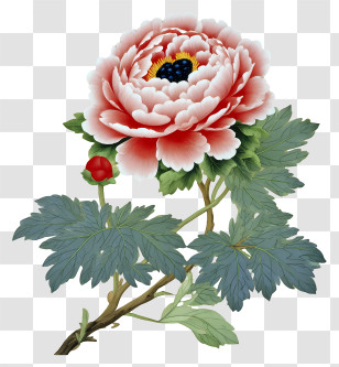Chinese Peony - Pink Peony Blossom Illustration Transparent PNG