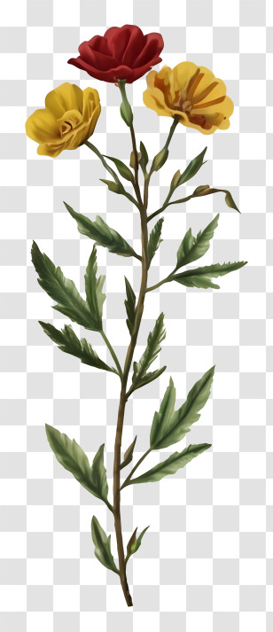 Flowers - Colorful Flowers Botanical Drawing Transparent PNG