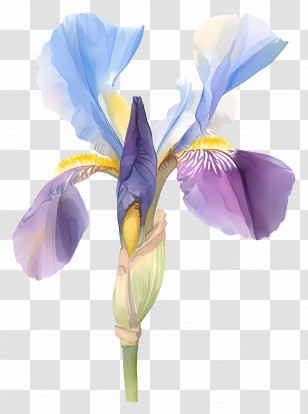 Iris Flower - Realistic Blue And Purple Iris Flower Illustration Transparent PNG