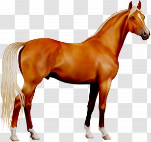 Clip Art Transparency Openclipart Image - Silhouette - Horse Supplies Transparent PNG