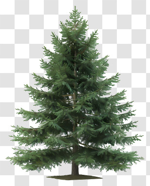 Fir Tree - Green Pine Tree Illustration Transparent PNG